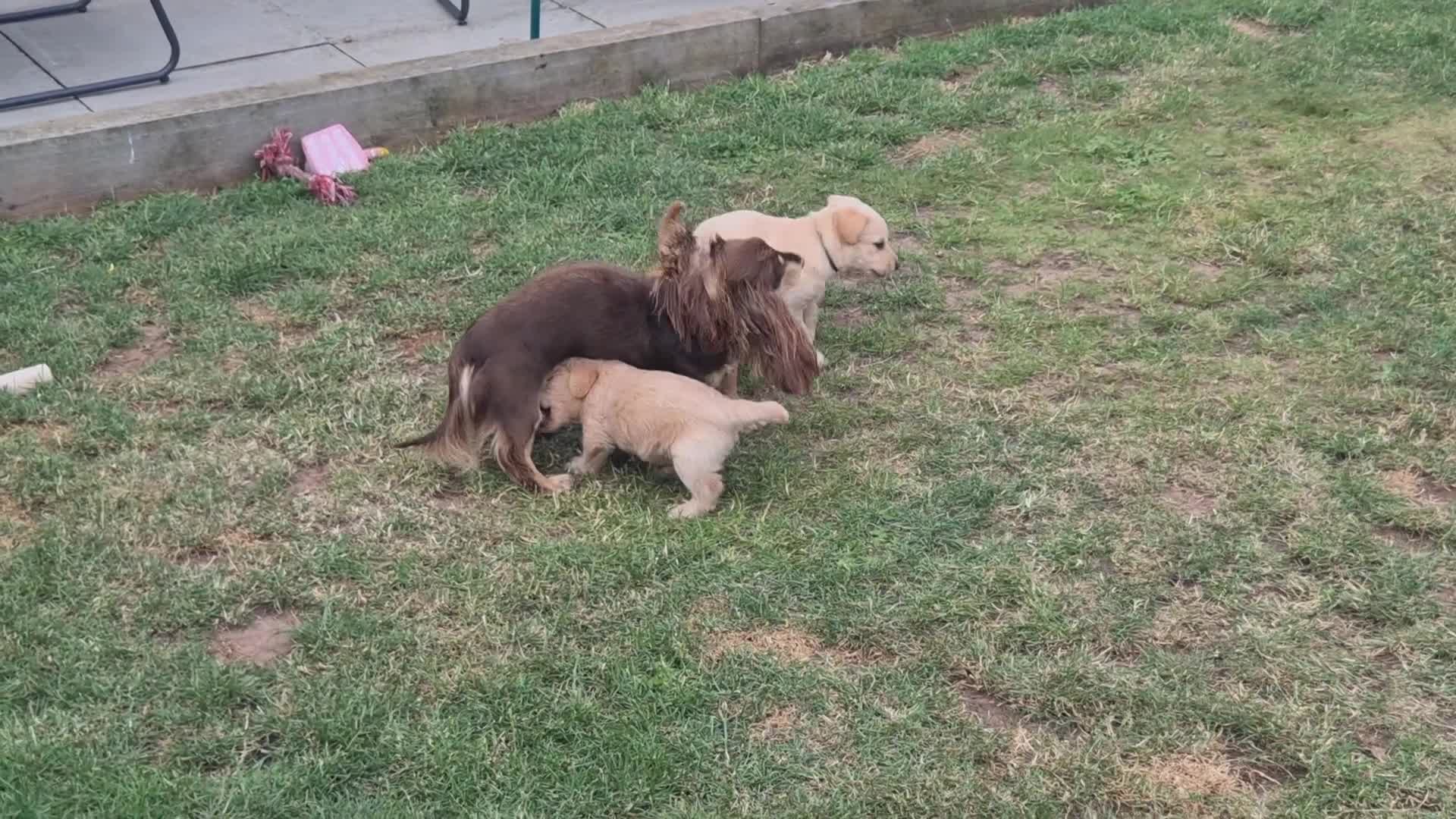 Labradoodle dogs for sale: Labradoodle puppies - Video 1