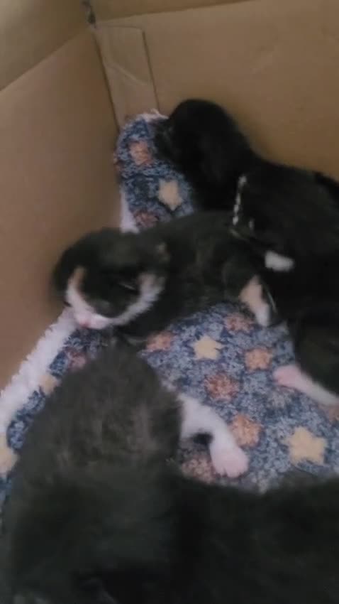 Mixed Breed cats for sale: Kittens looking for loving forever home - Video 2