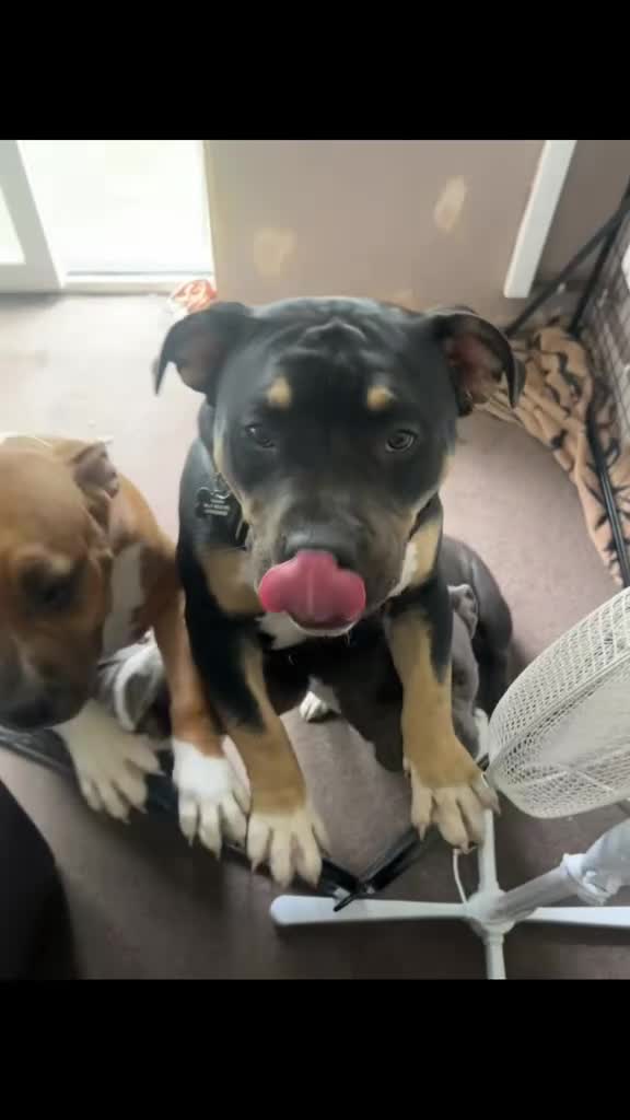 American Bully dogs for sale: Male dog for rehoming  in Newark - Video 1