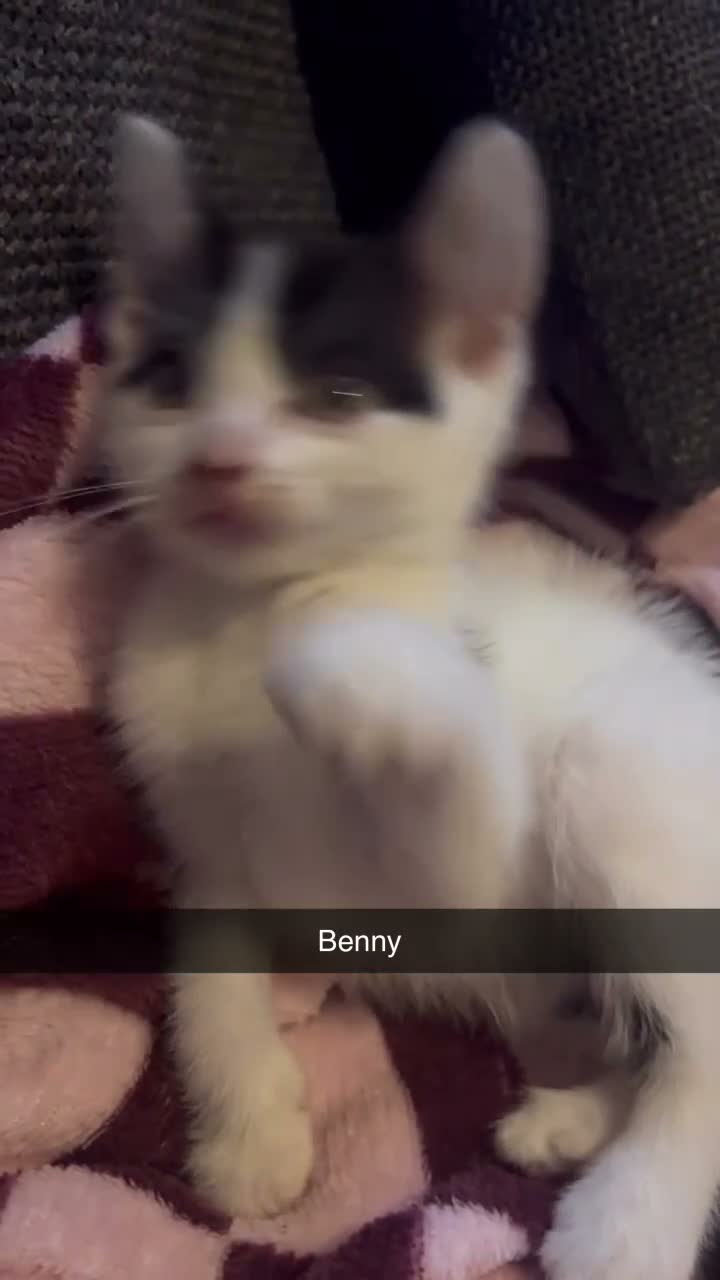 Domestic Shorthair cats for sale: Beautiful playful loving kittens  in Wolverhampton - Video 2