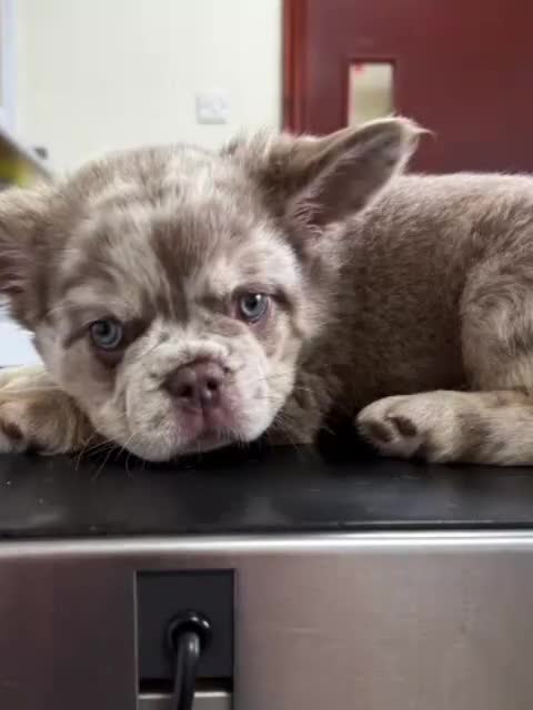 French Bulldog dogs for stud: MR LAS VEGAS  - Video 2