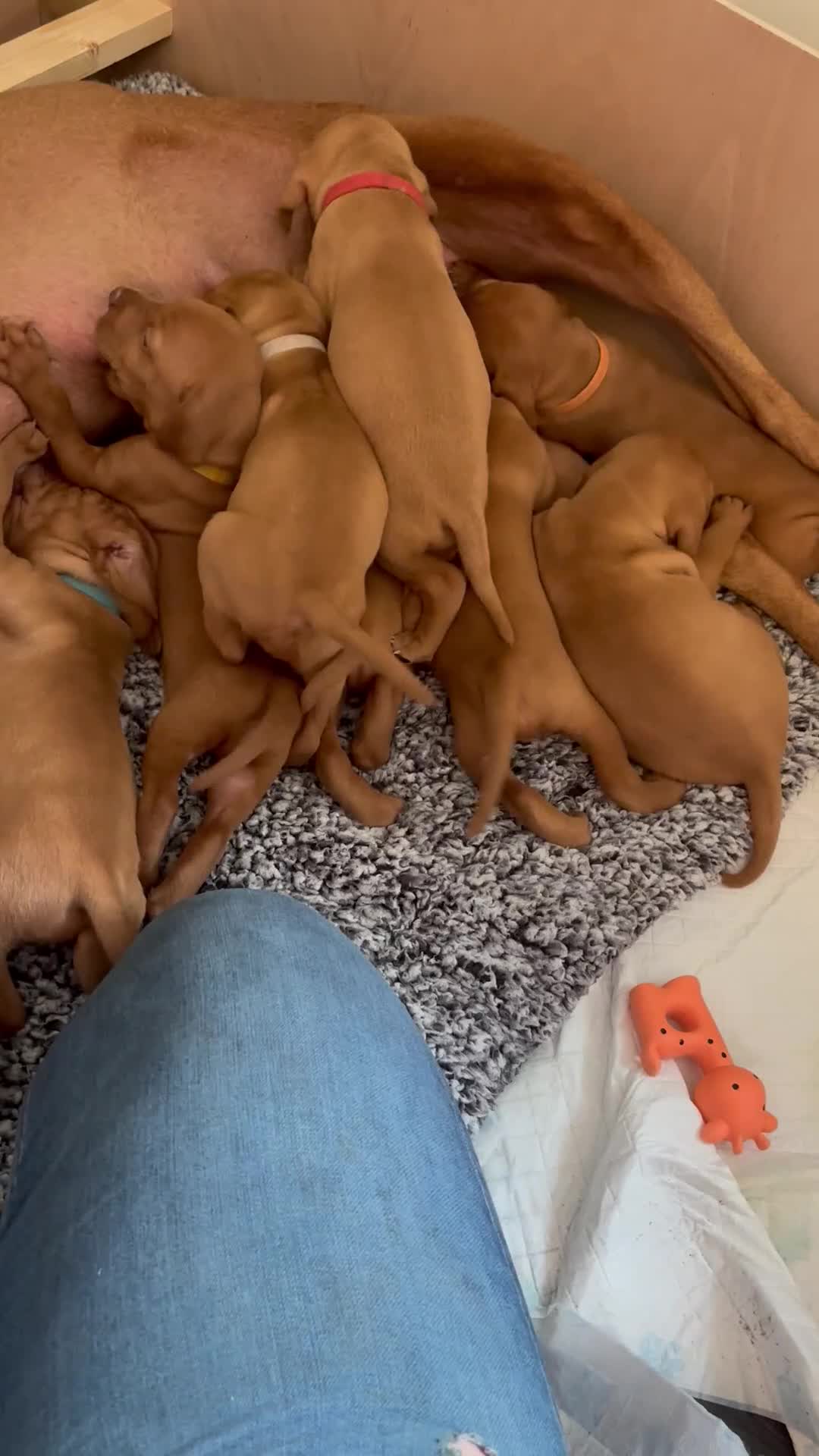 Hungarian Vizsla dogs for sale: Gorgeous Viszla Puppies - Video 2