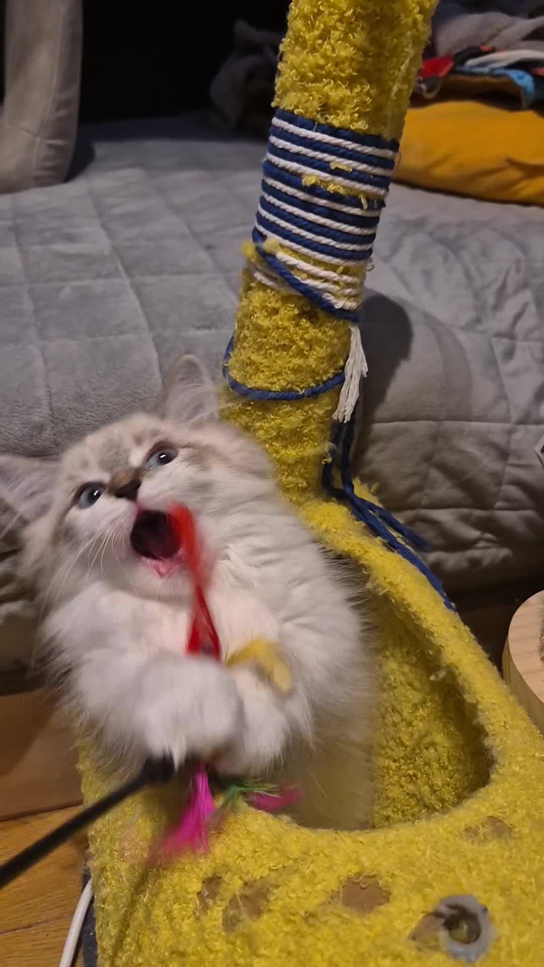 Munchkin cats for sale: Super short legs Munchkin  in Evesham - Video 1