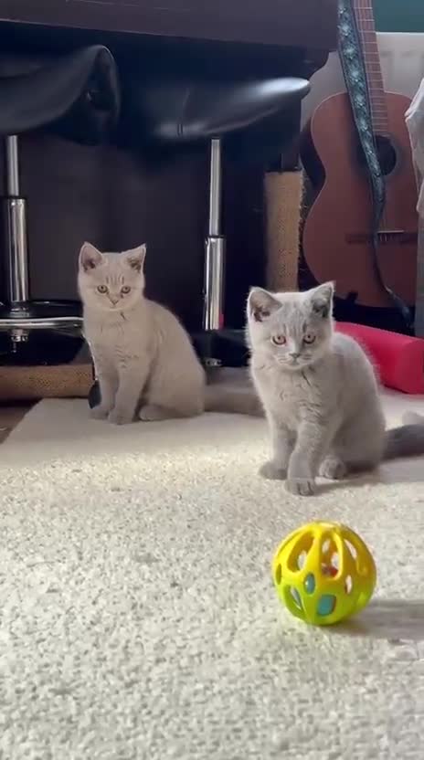 British Shorthair cats for sale: British Short Hair One Beautiful Female Available - Video 1