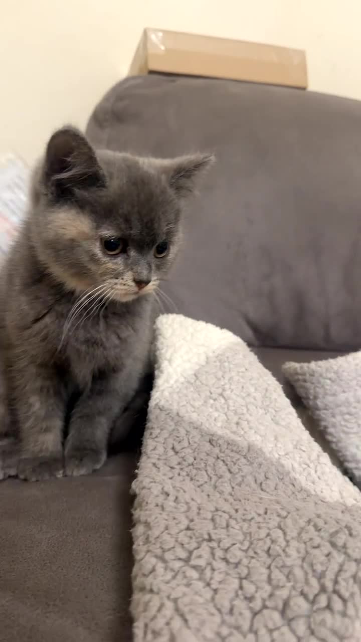Mixed Breed cats for sale: MistyBella  - Video 2
