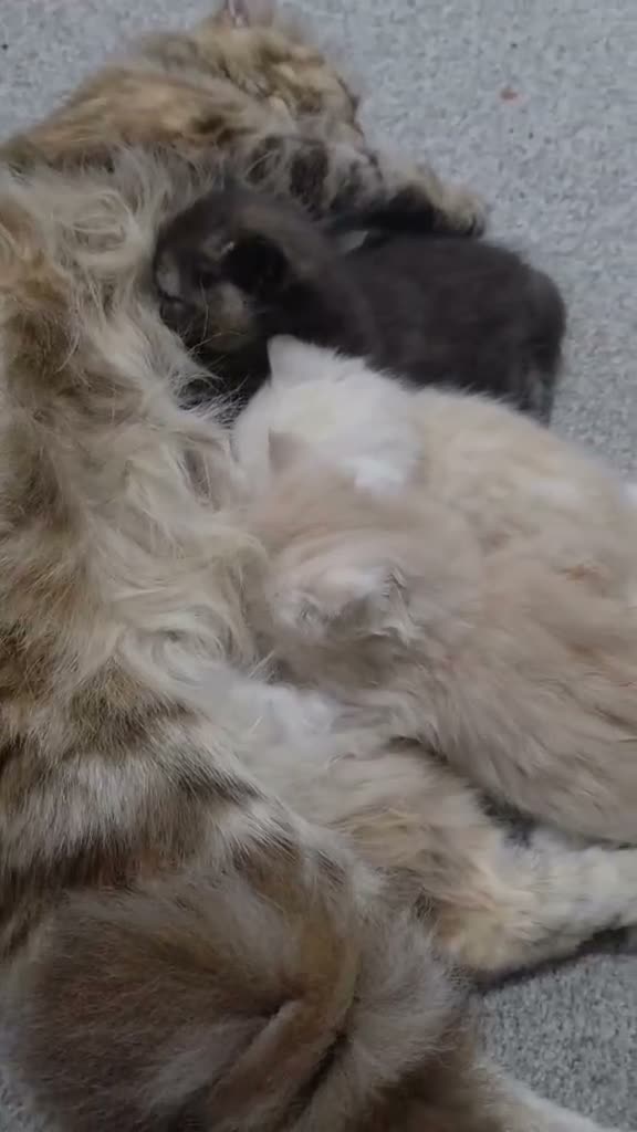 Scottish Fold cats for sale: Three lovly sister looking for their new home.  in Fort William - Video 1