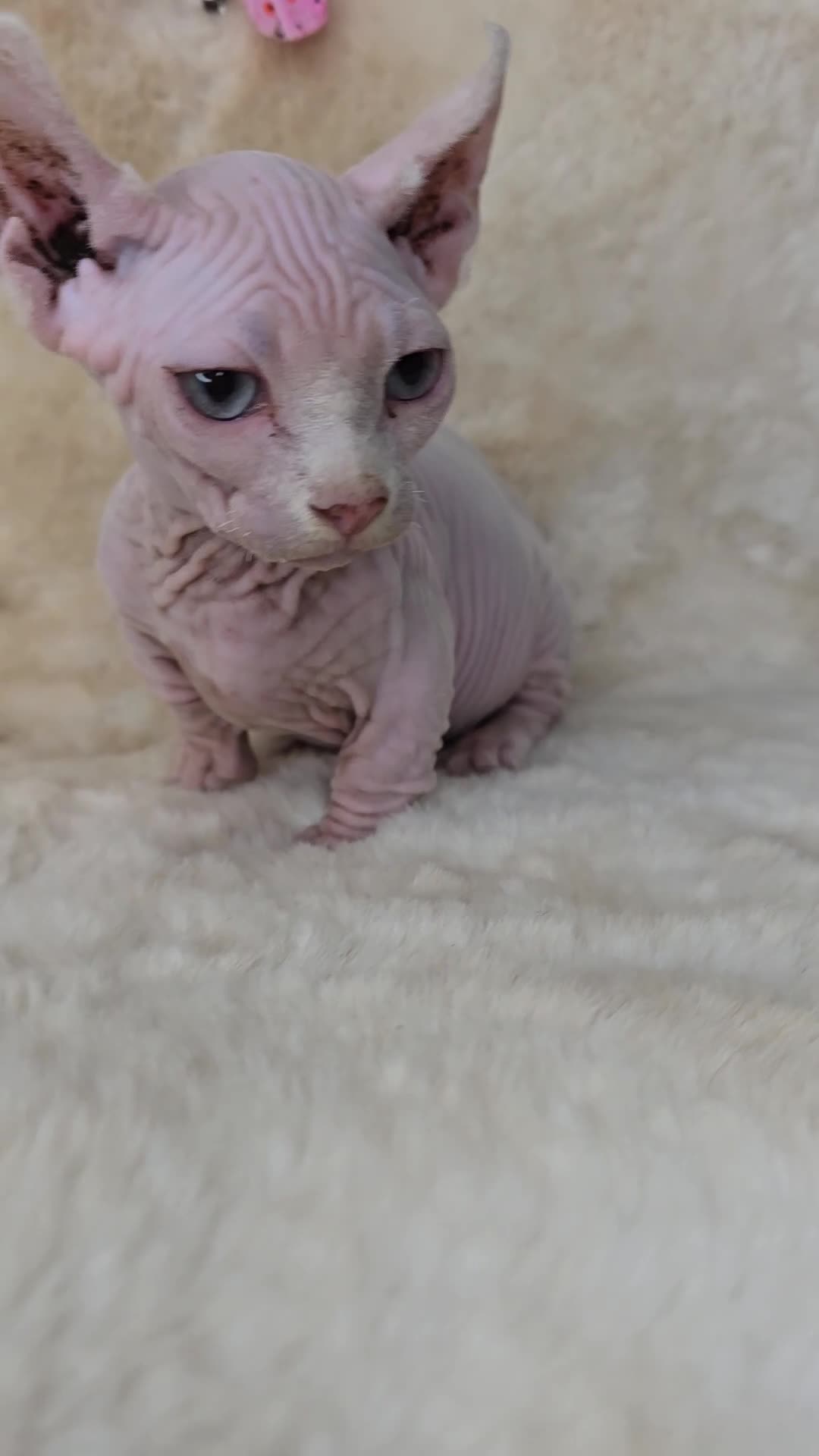 Dwelf cats for sale: Dwelf Sphynx girl bominant odd eyes  - Video 1