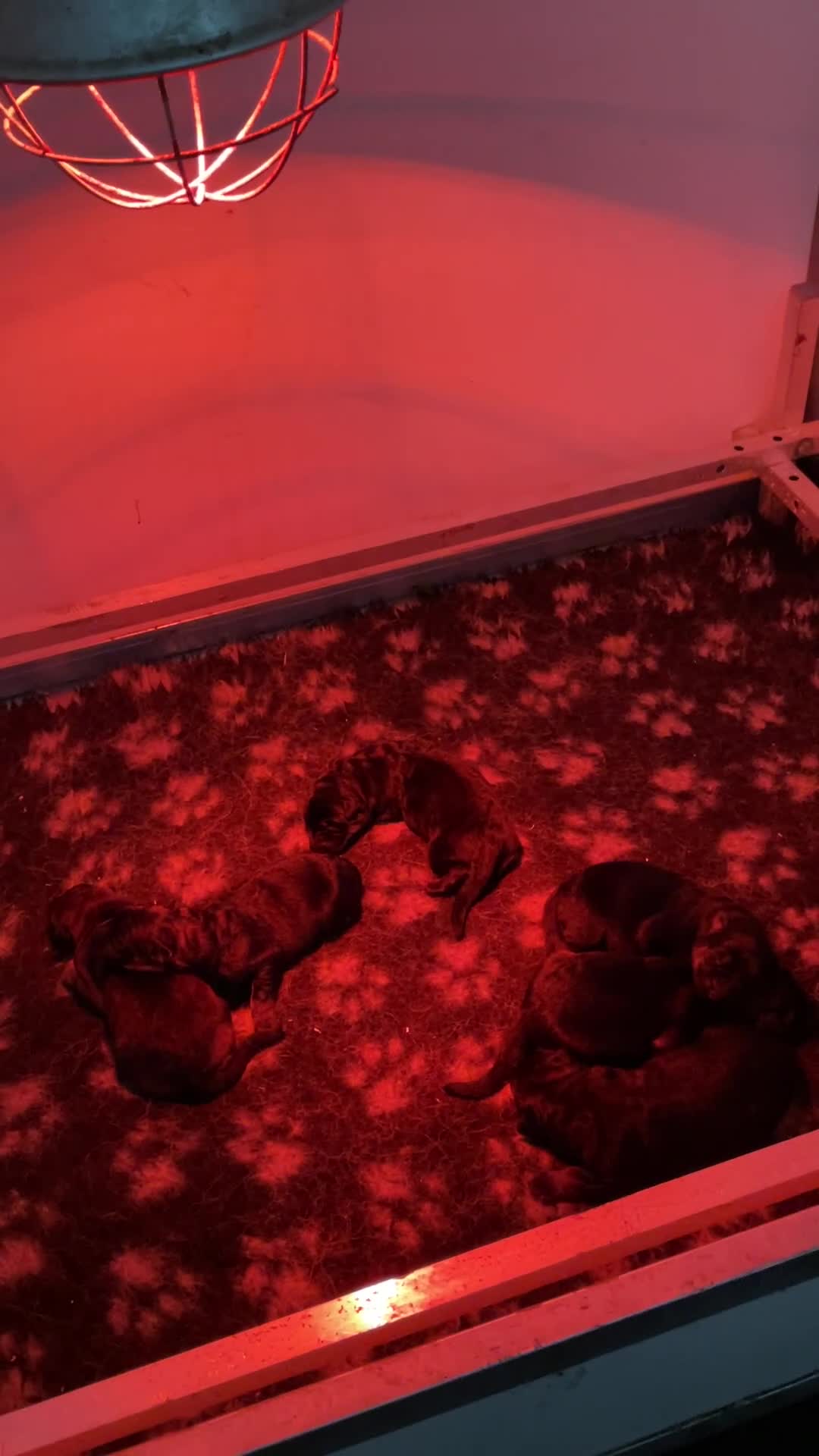 German Shepherd dogs for sale: Quality litter GSD @icepack kennels  - Video 2