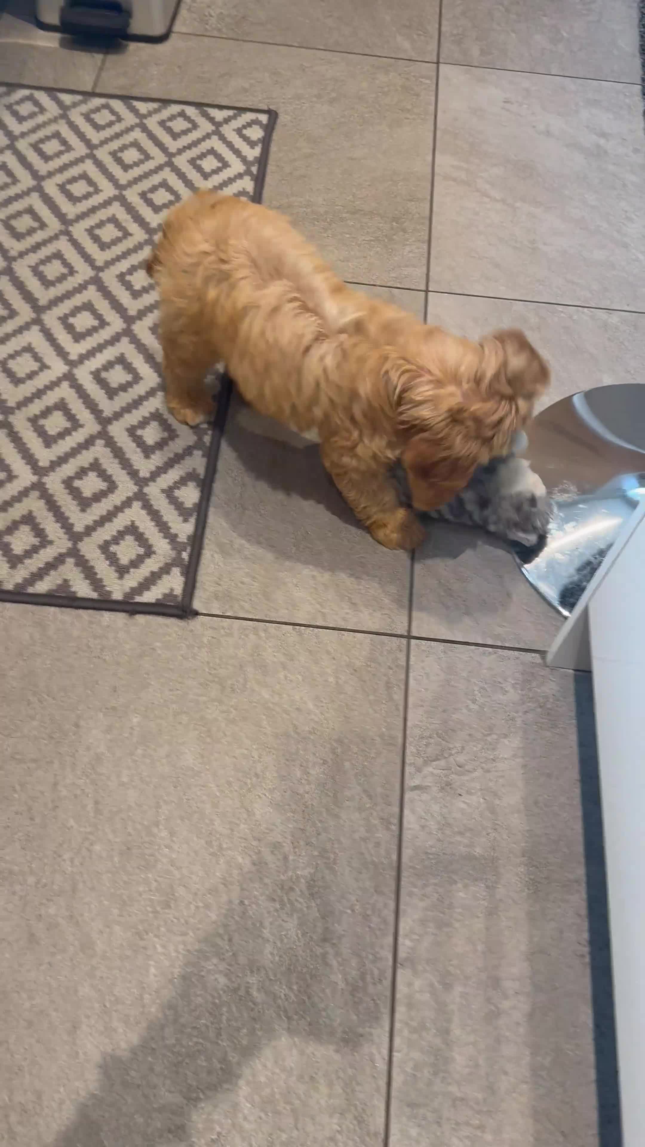 Cockapoo dogs for sale: Cockapoo girl puppy available - Video 2