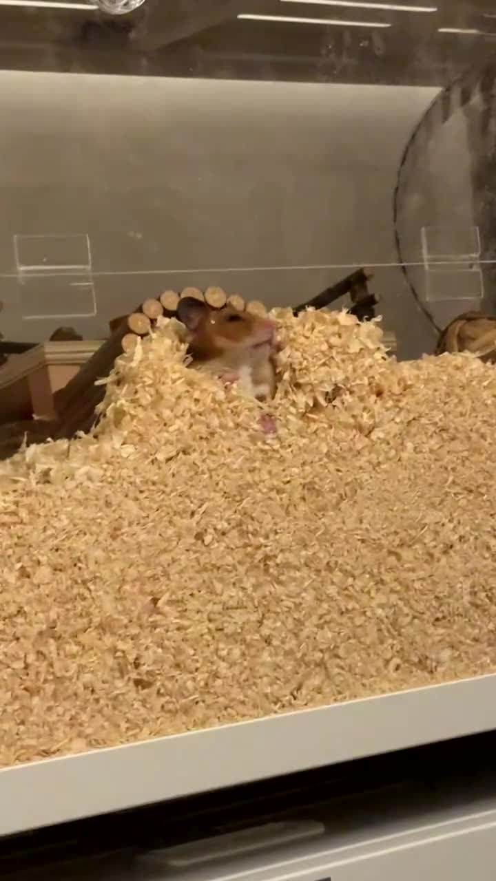 Hamster rodents for sale: Honey (Syrian Hamster) and Toto (Syrian Hamster) - Video 3