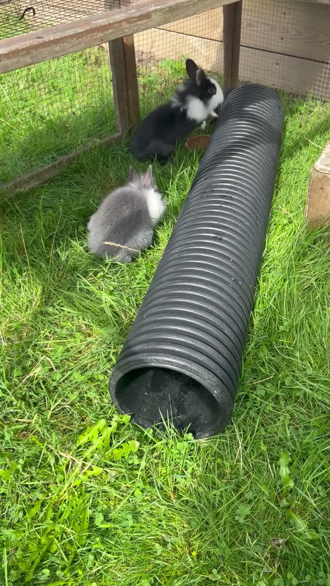 Lionhead rabbits for sale: Adorable dwarf/lionhead baby rabbits - Video 1