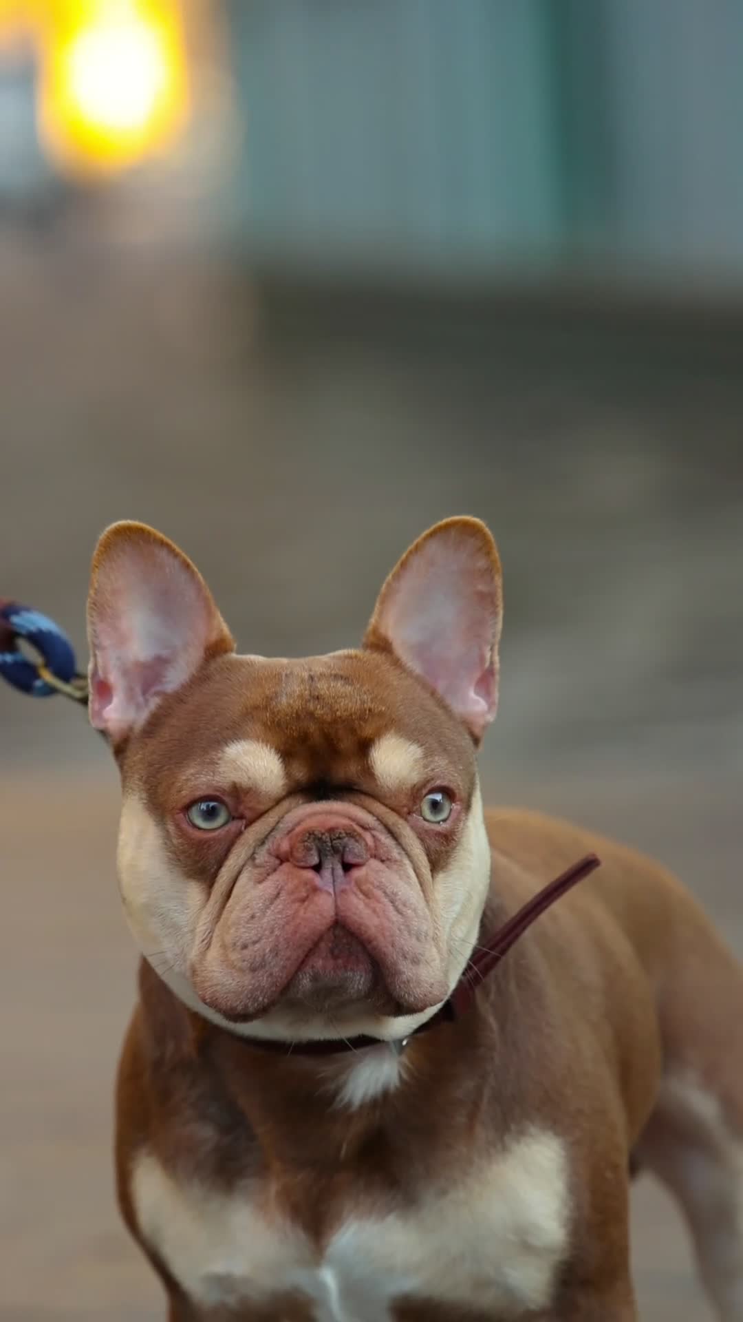 French Bulldog dogs for stud: 🏆KING HADE RFG & FBCE Health Clear🏆 in Sittingbourne - Video 2