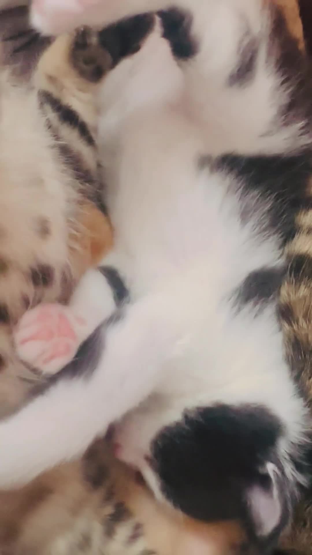 Mixed Breed cats for sale: 3 tabby mixed kittens for sale - Video 2