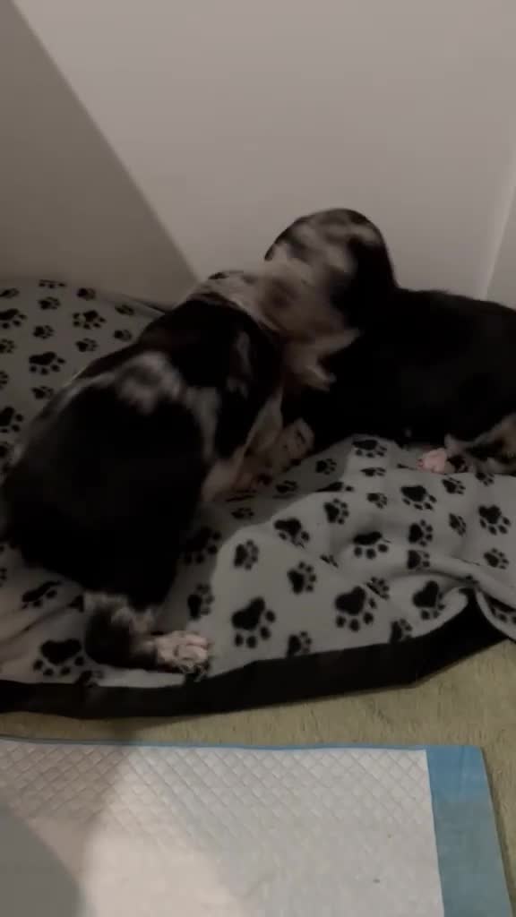 Mixed Breed dogs for sale: Hungarian Vizsla x Blue Merle Border Collie - Video 1