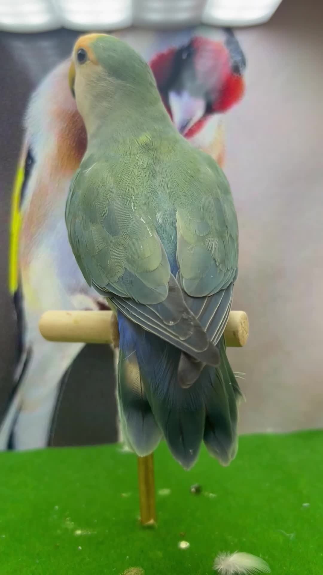Lovebirds birds for sale: Love birds - Video 1