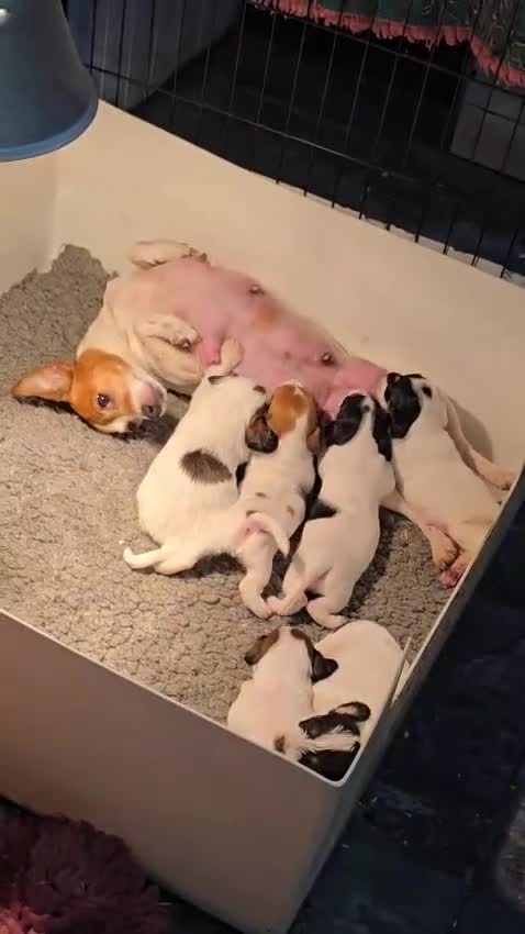 Mixed Breed dogs for sale: Jackapoo Puppies Homebred Ready To View Licenced  - Video 2