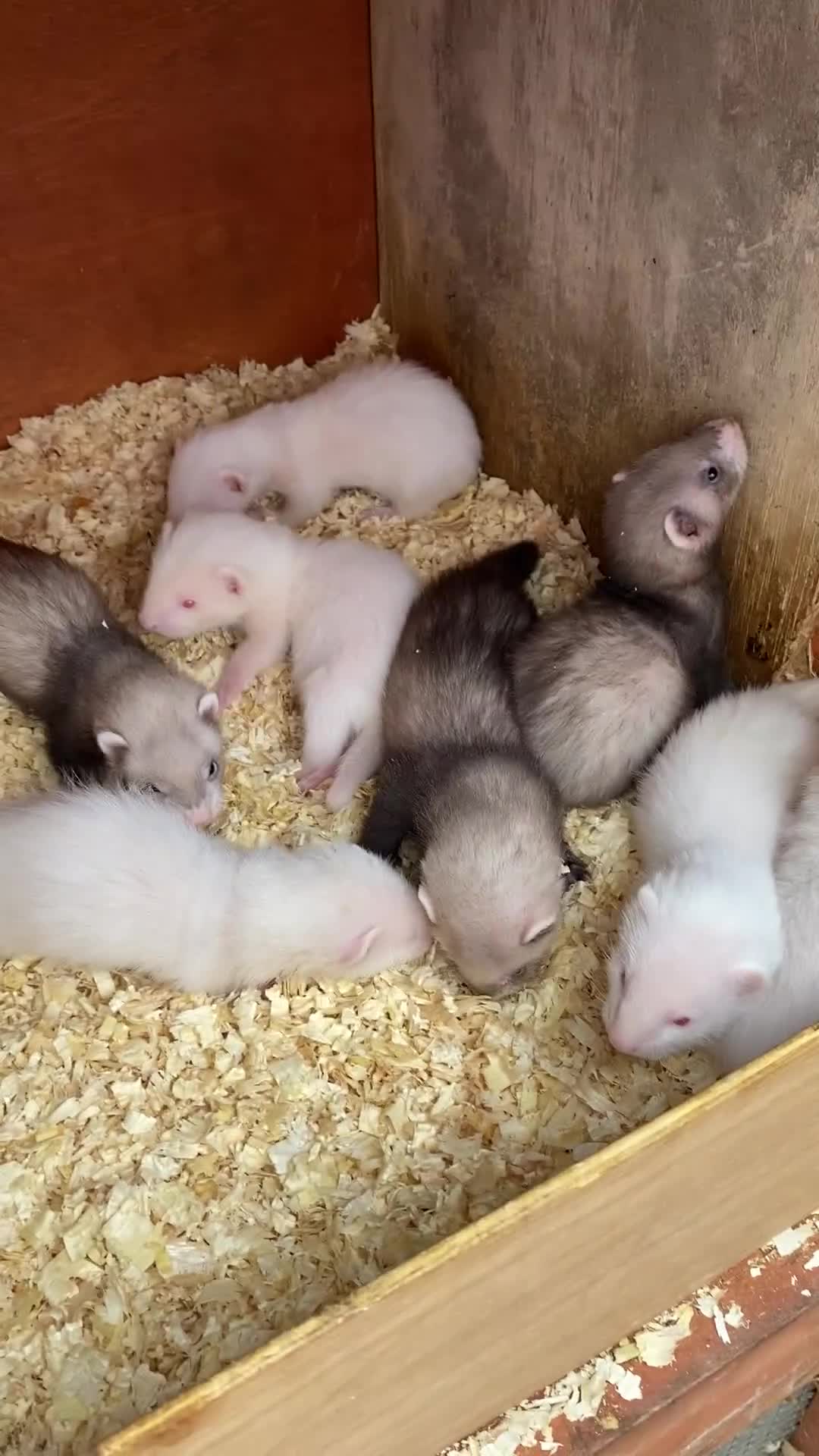 Ferret rodents for sale: Ferrets for sale - Video 1