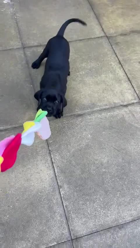 Cane Corso dogs for sale: 8 week old cane corso male puppy - Video 1