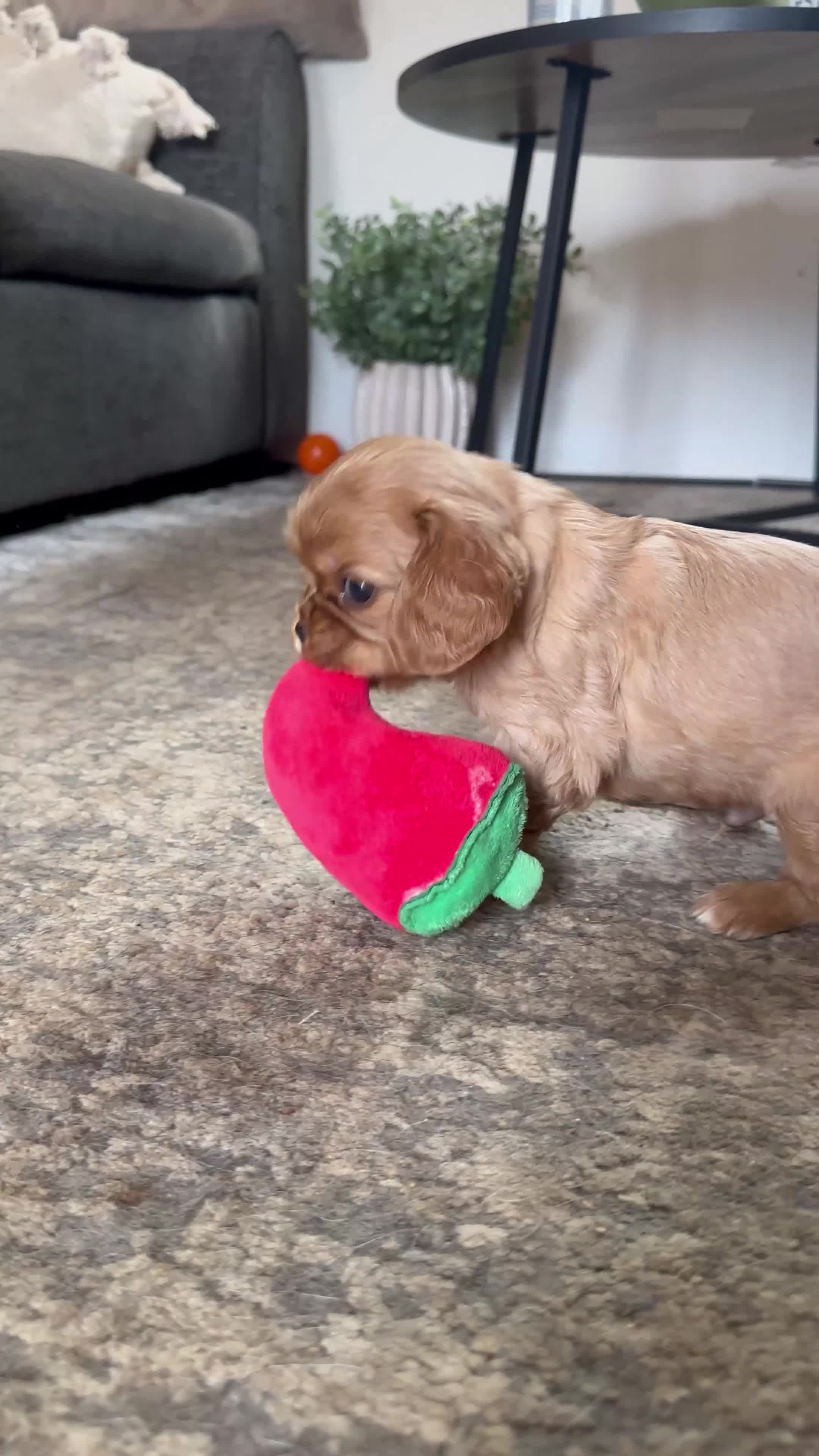 Cavalier King Charles Spaniel dogs for sale: Special Ruby Boys🐾♥️ Ready to leave now 🏠🫶 - Video 1