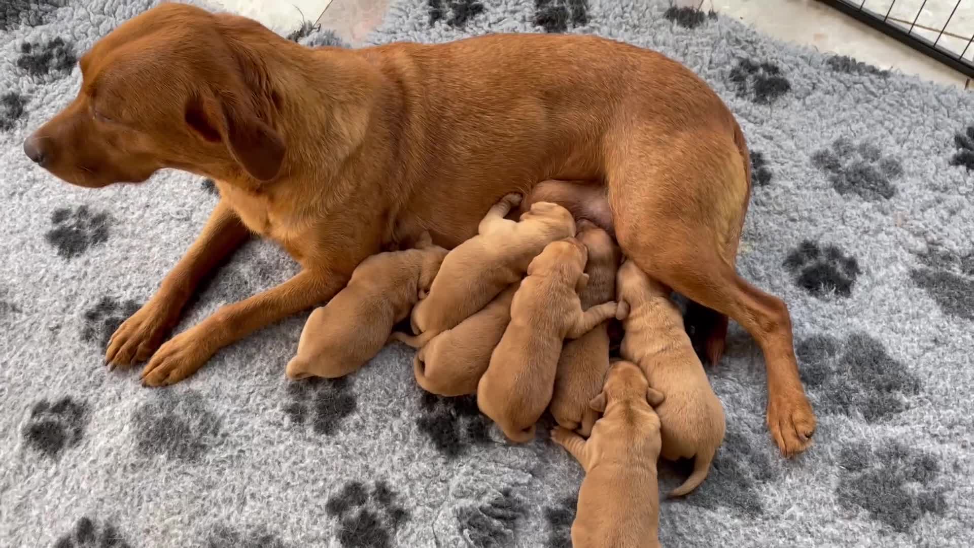 Labrador Retriever dogs for sale: Fox Red Labrador Pups For Sale - Video 1