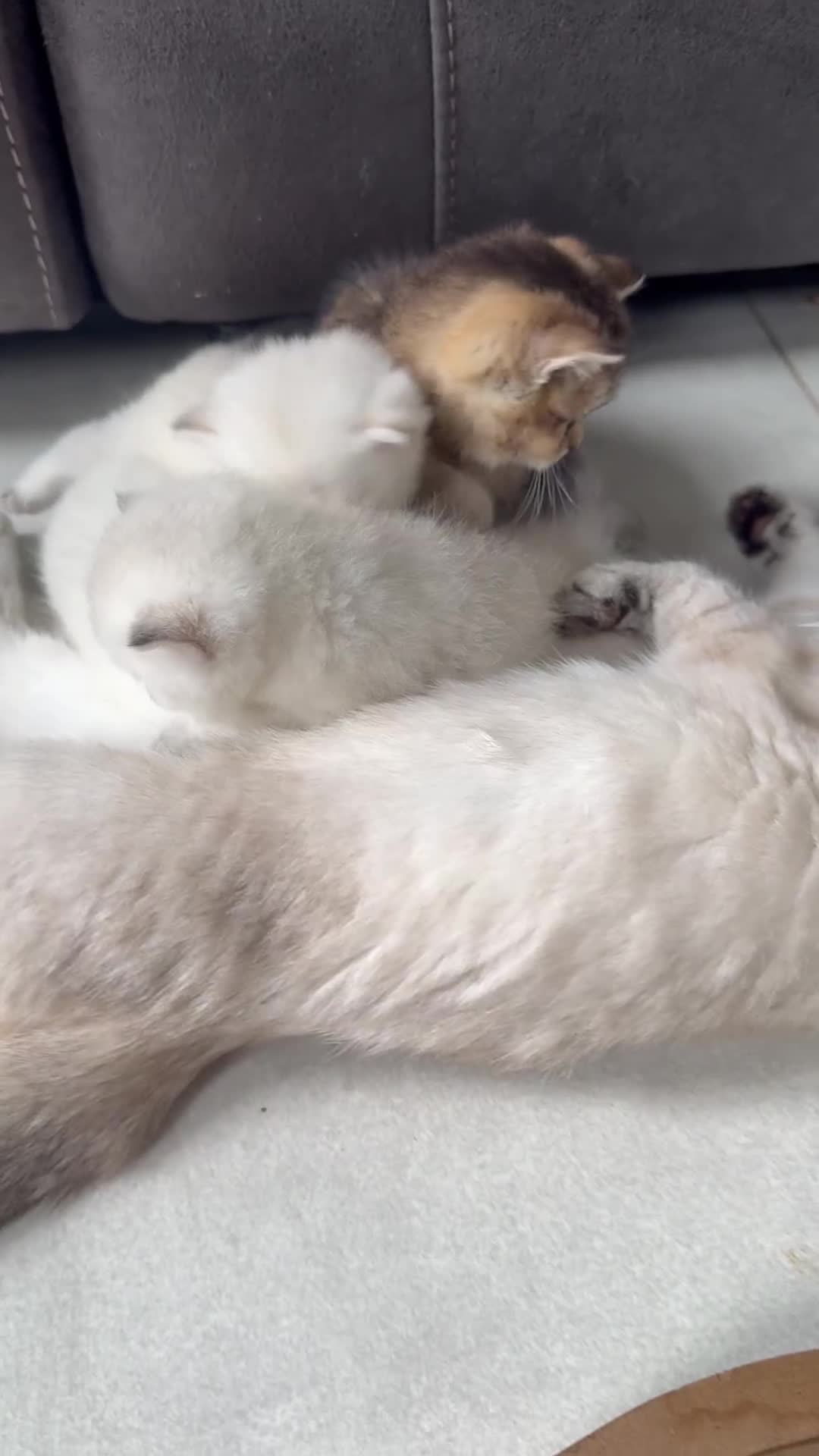 British Shorthair cats for sale: Beautiful GCCF kittens from champion lines  - Video 1