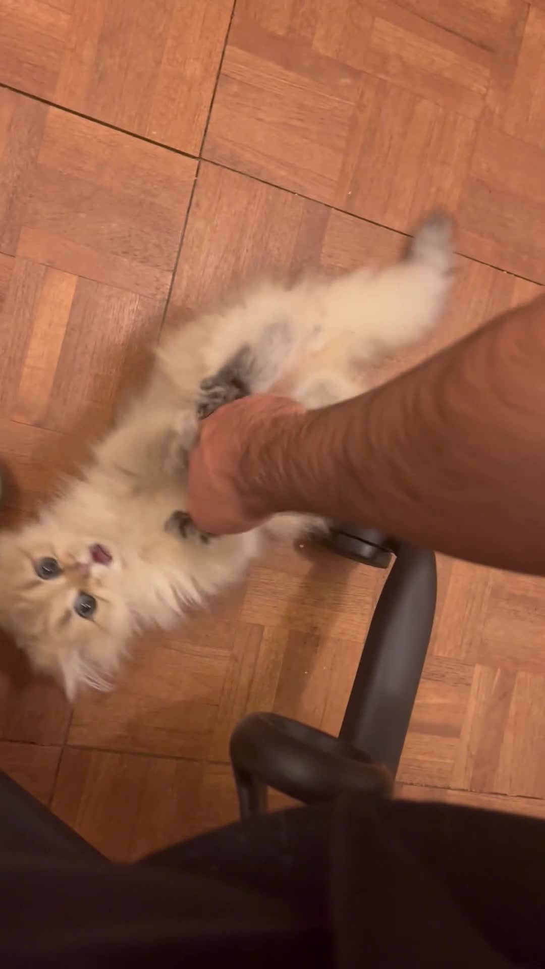 British Longhair cats for sale: Stunning British Longhair Kittens - Goldy & Snowy! - Video 4