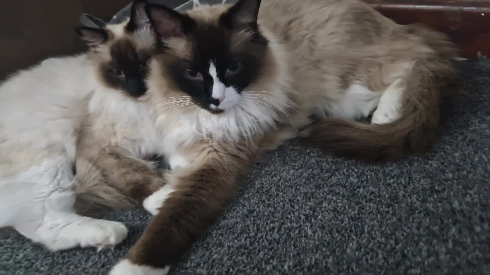 Ragdoll cats for sale: Oscar and barbe beautiful ragdol cats - Video 5
