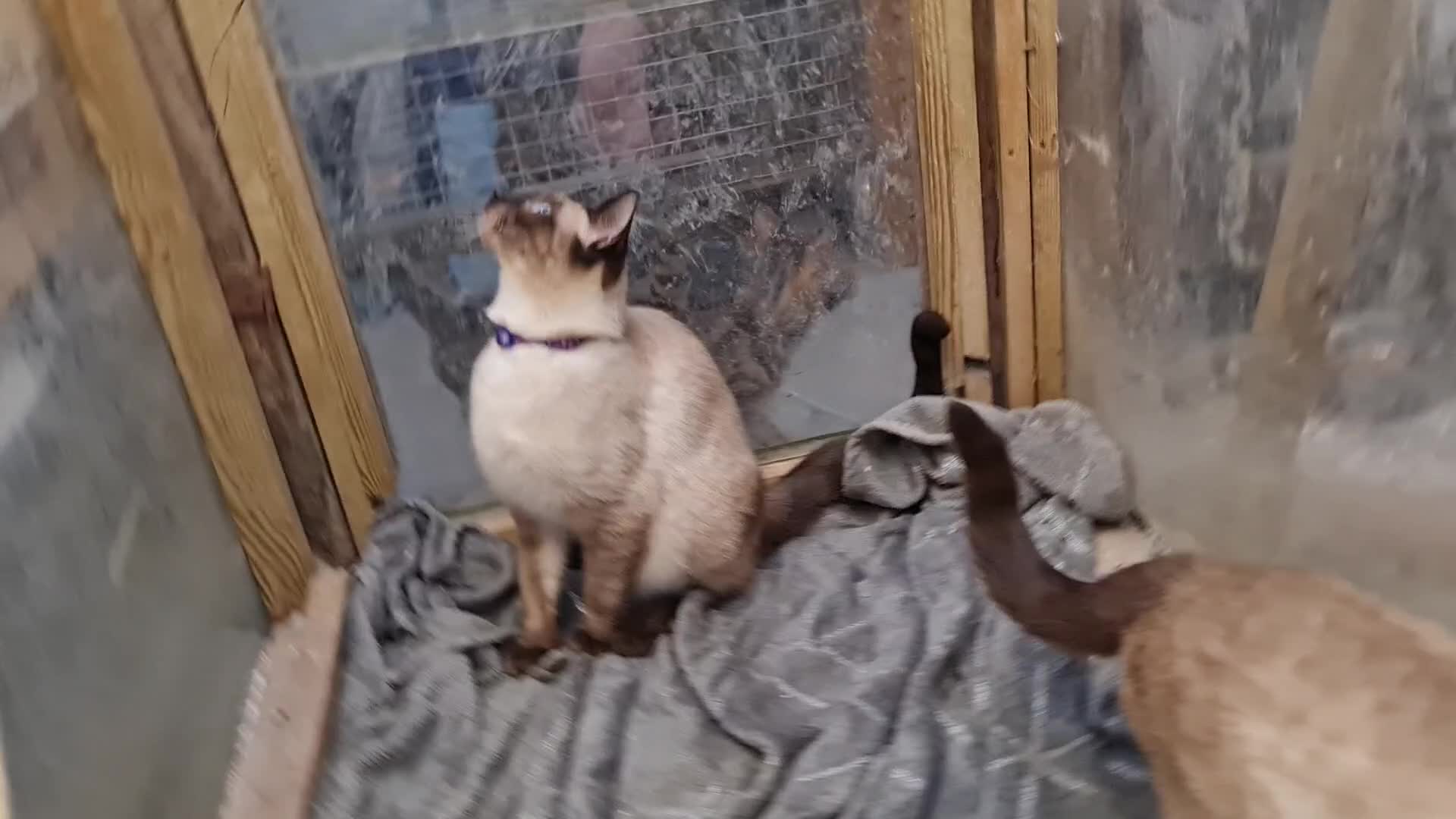 Mixed Breed cats for sale: Guaranteed to be Cuddly  - Video 1