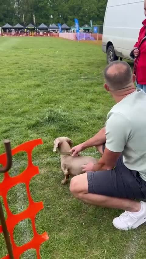 Miniature Dachshund dogs for stud: Isabella Tan Mini Dachshund  - Video 1