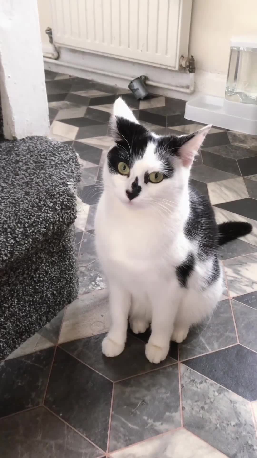 Mixed Breed cats for sale:  Six Kittens for rehoming - Video 1