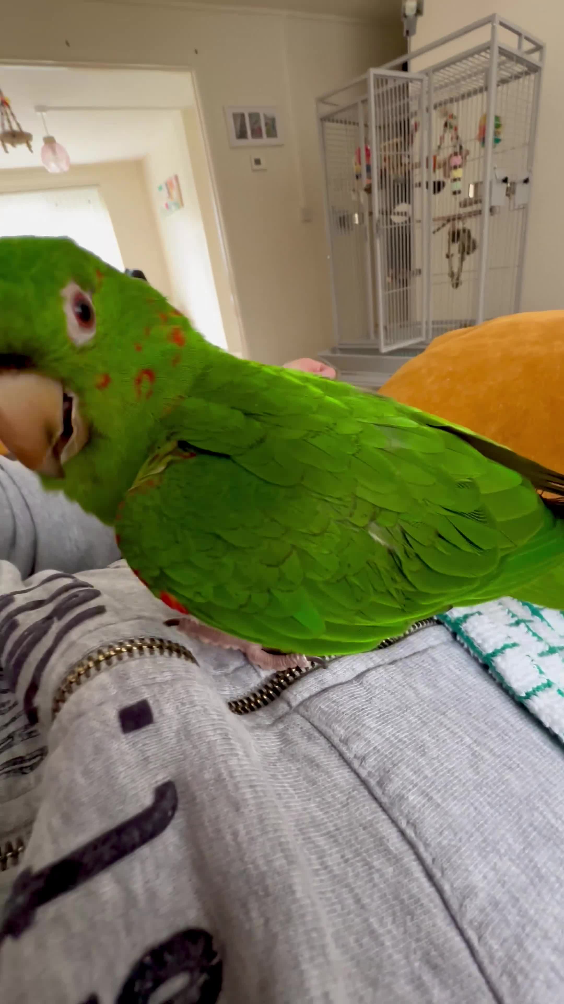 Conures birds for sale: White Eyed Conure in Treharris - Video 2