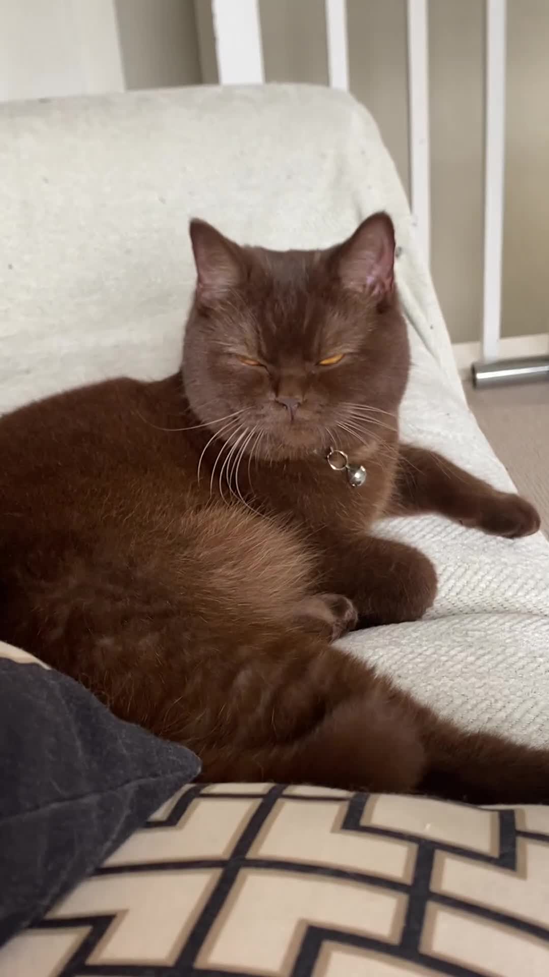 British Shorthair cats for sale: Female cinnamon brown British shorthair  - Video 1