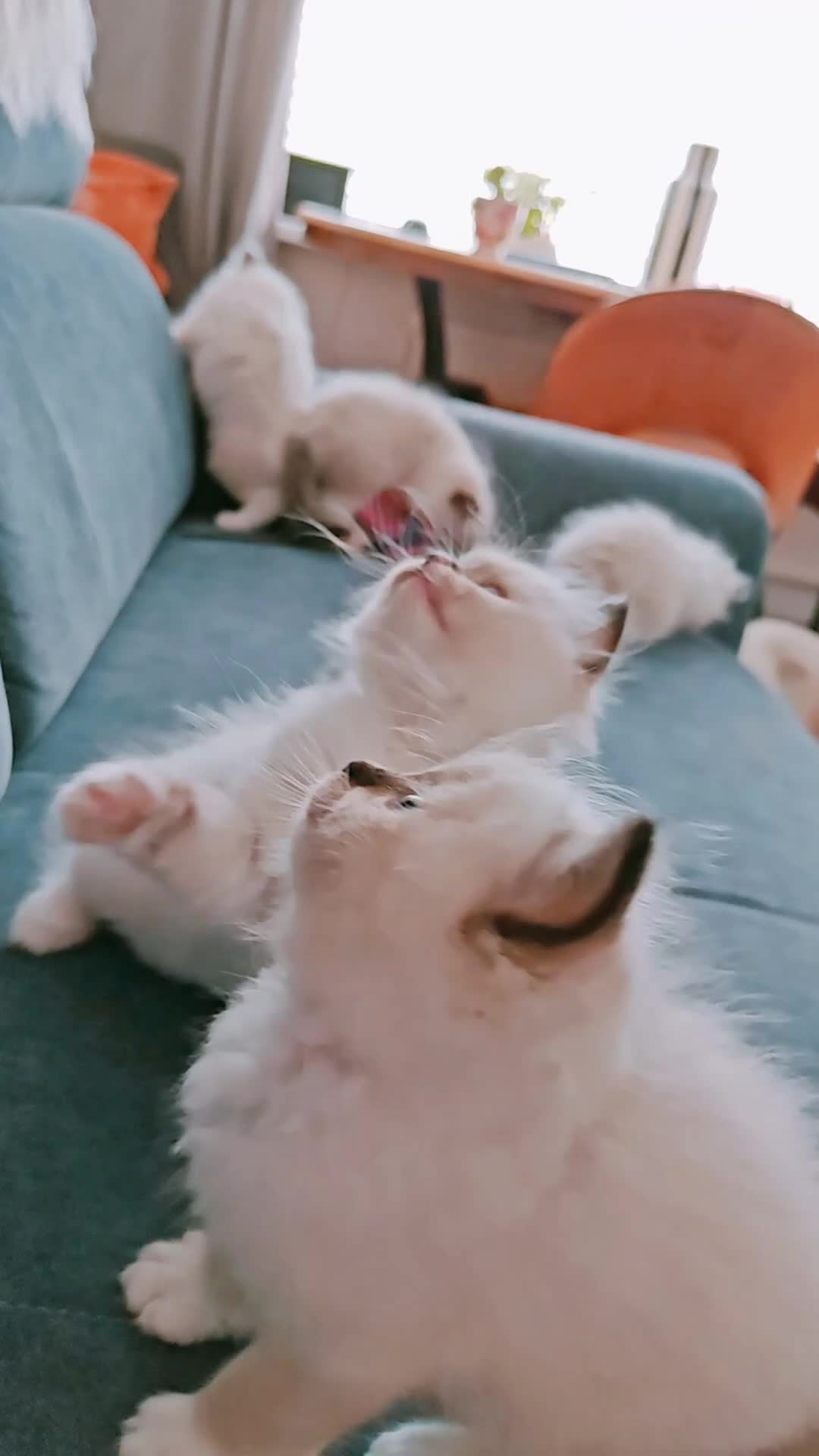 Ragdoll cats for sale: Raised with Love, looking for forever homes 🏠❤️ - Video 3