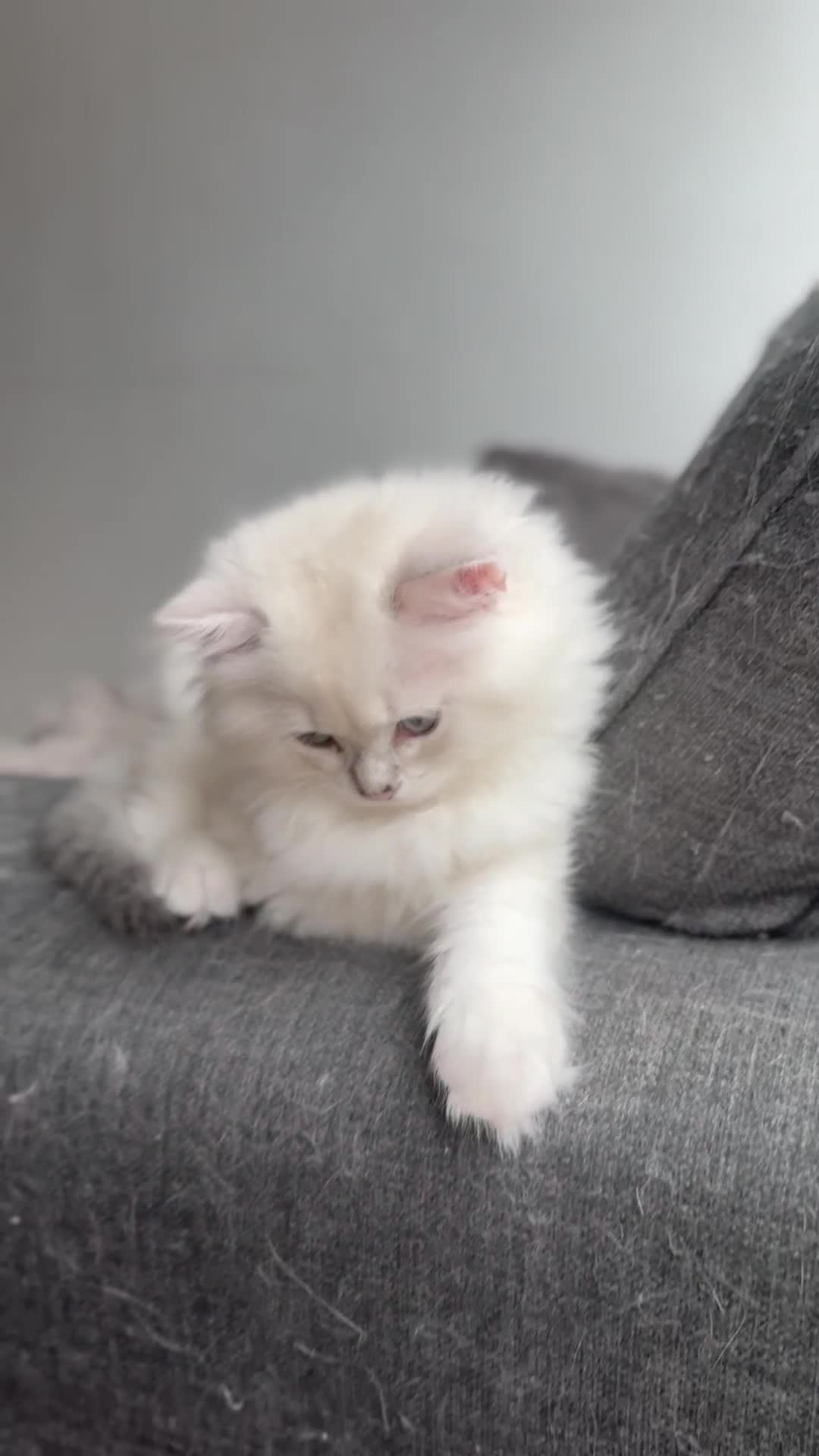 British Longhair cats for sale: White gold and silver boy😍 - Video 1