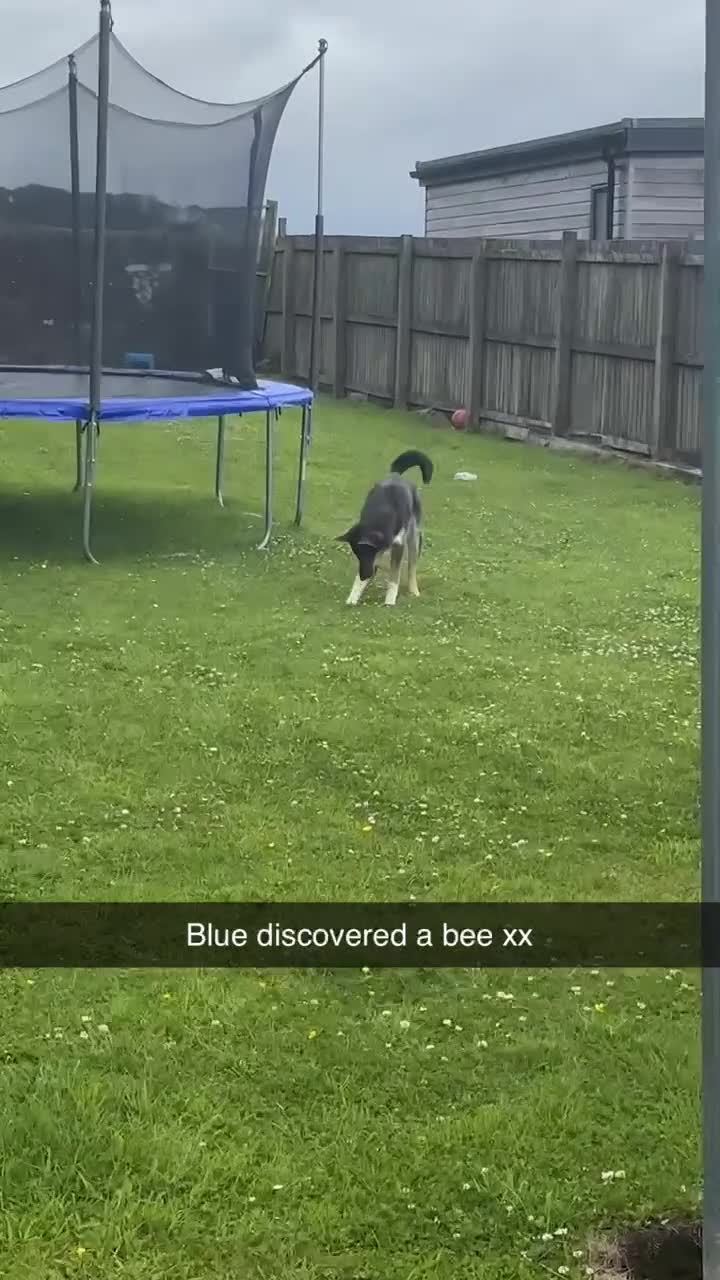 Mixed Breed dogs for sale: 9 month old blue gsd x collie  - Video 1