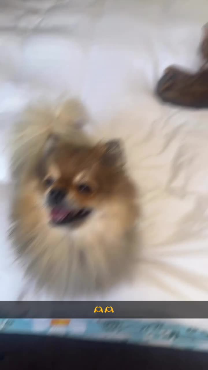 Pomeranian dogs for stud: Miniature Pom  - Video 1