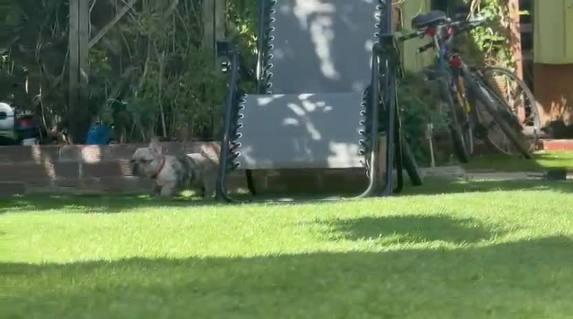 French Bulldog dogs for sale:  French buldogs  . - Video 5