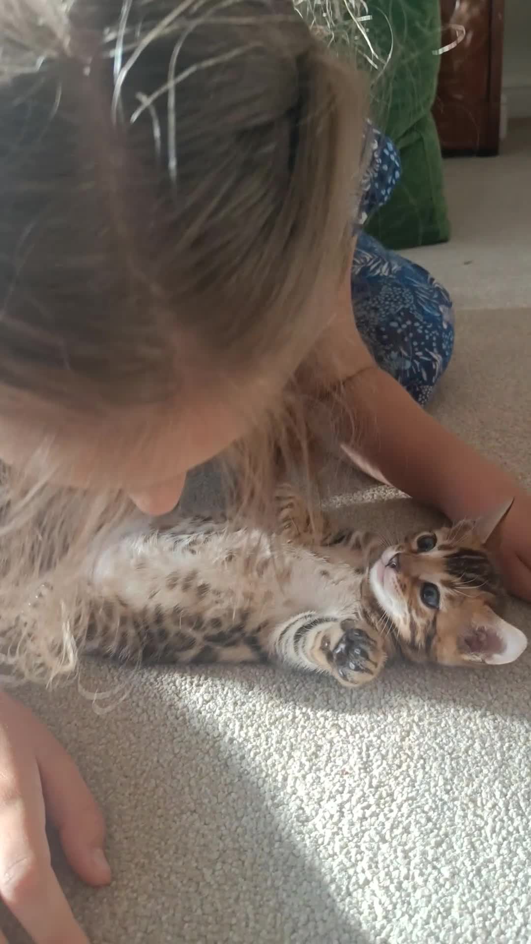 Bengal cats for sale: Absolutely beautiful pedigree bengal kittens - Video 1