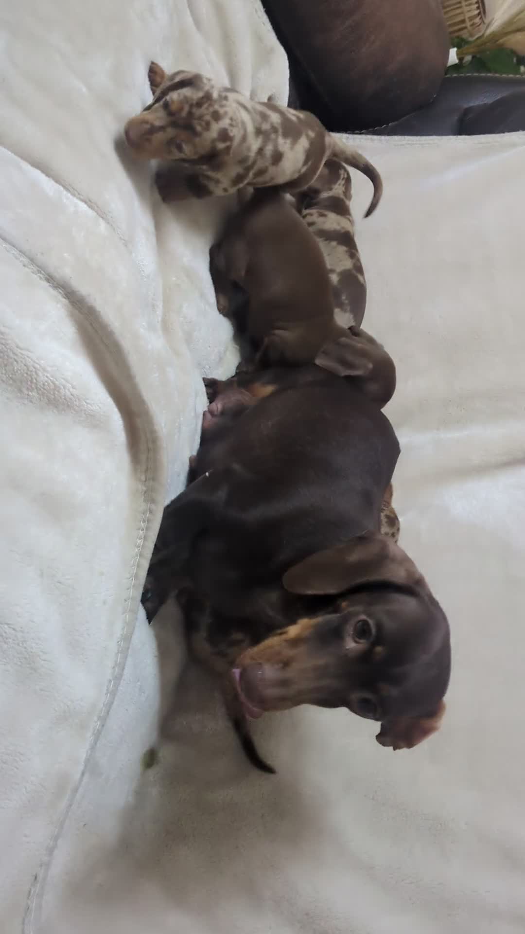 Dachshund dogs for sale: beautiful miniature dachshund puppies - Video 1