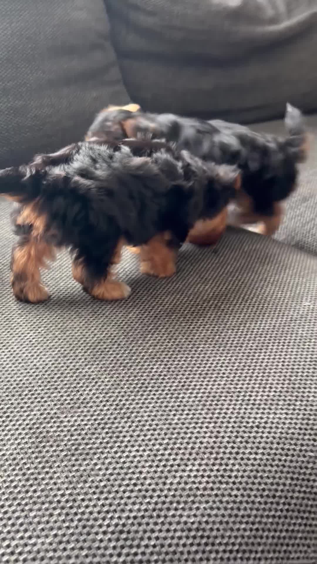 Yorkshire Terrier dogs for sale: 4 gorgeous puppies looking for their forever home in Horley - Video 1