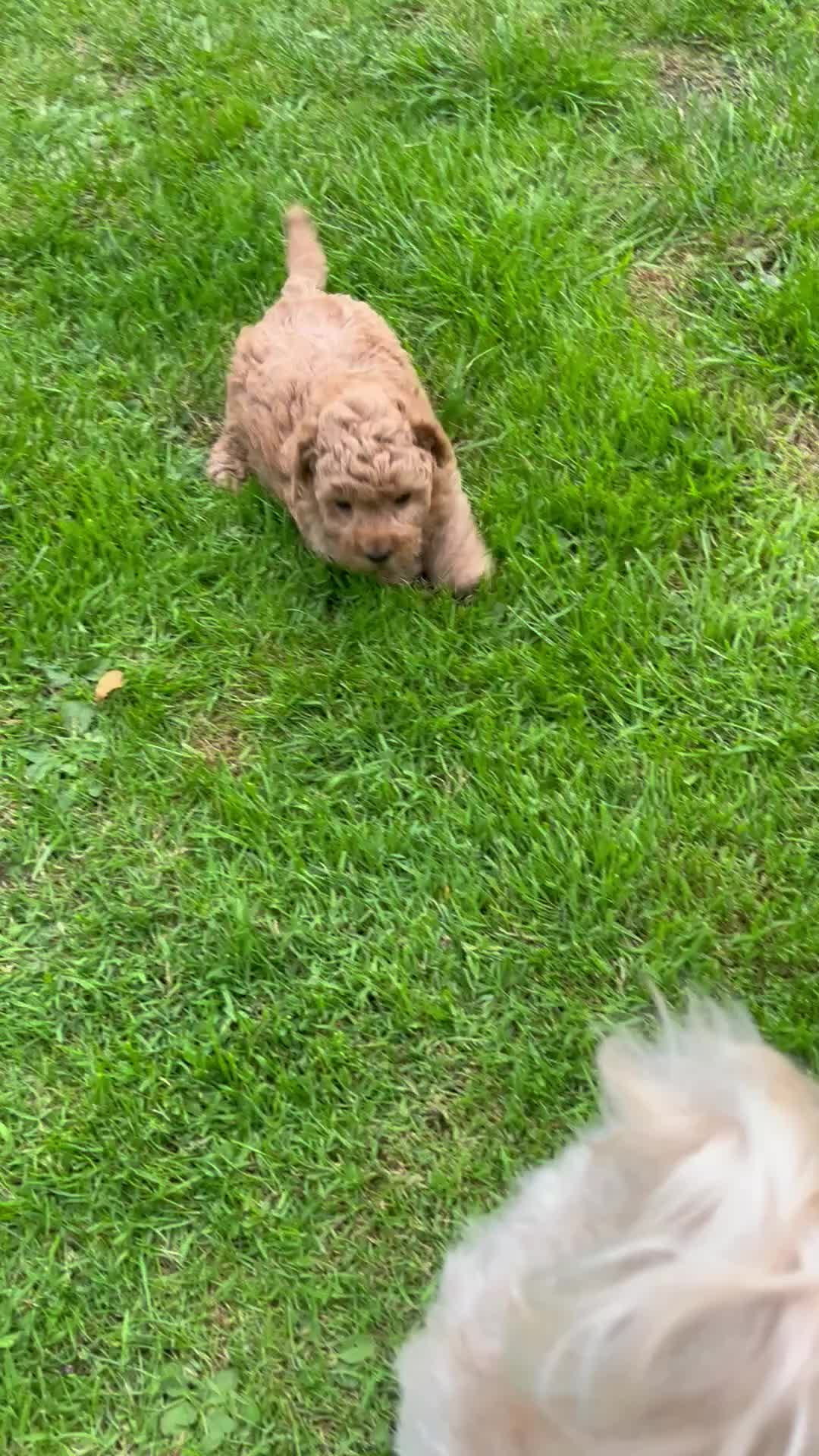 Maltipoo dogs for sale: Gorgeous Malshipoo puppies  - Video 2