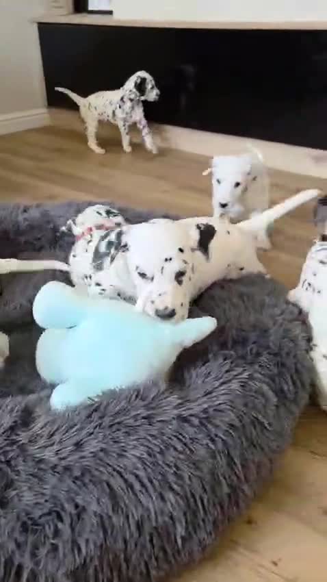 Dalmatian dogs for sale: Beautiful KC Reg Dalmatian Puppies in Newport - Video 1