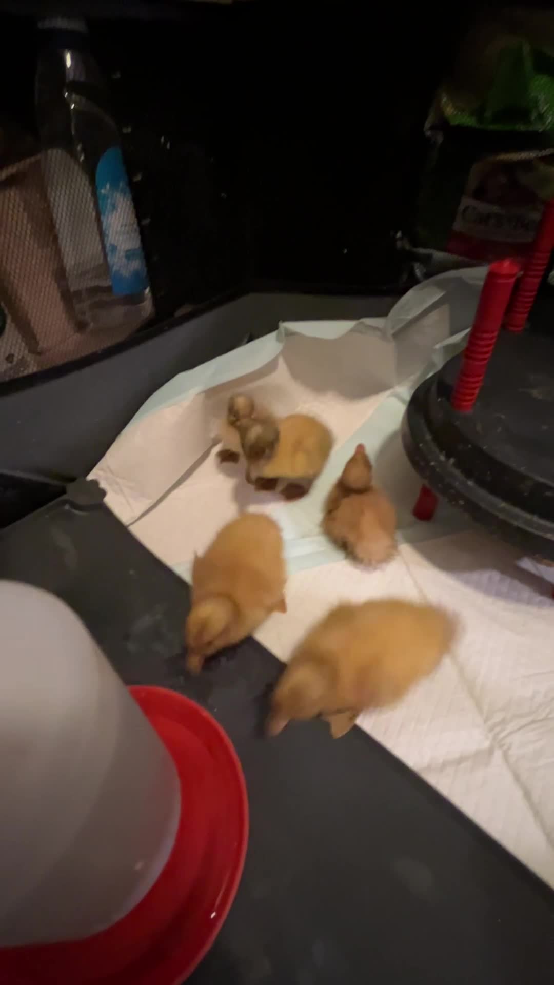 Ducks poultry for sale: Welsh Harlequin Ducklings - Video 1