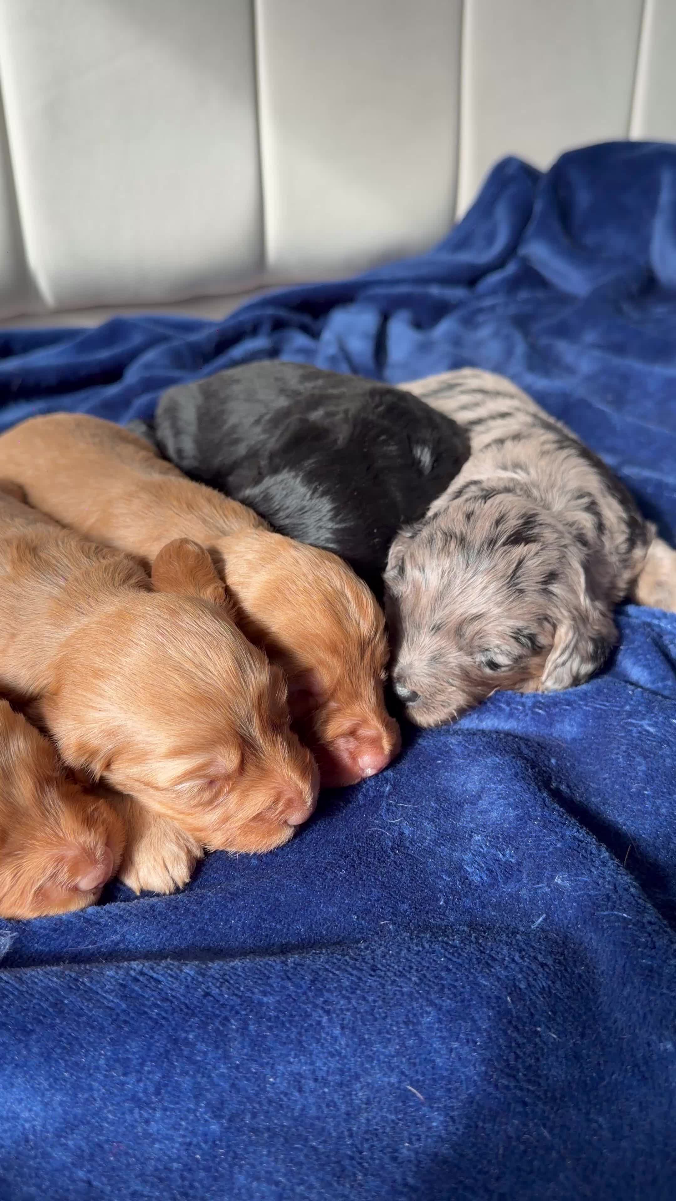 Cockapoo dogs for sale: Stunning Cockapoo Puppies DNA Tested  - Video 4