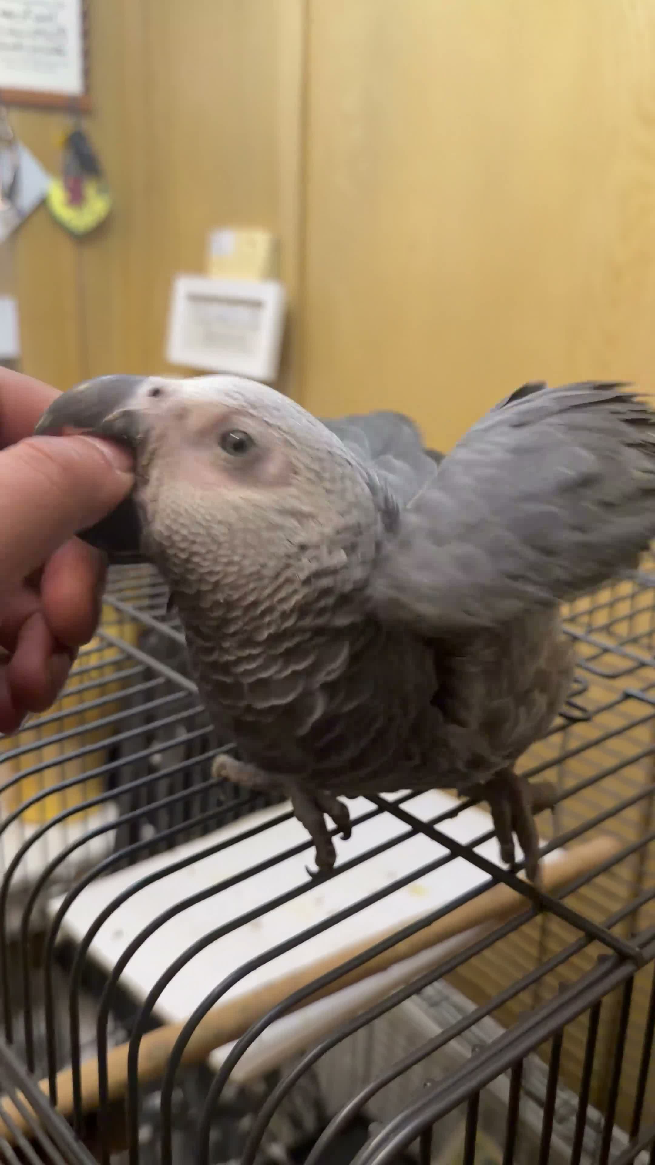 Parrots birds for sale: Hand Reared baby African grey - Video 1