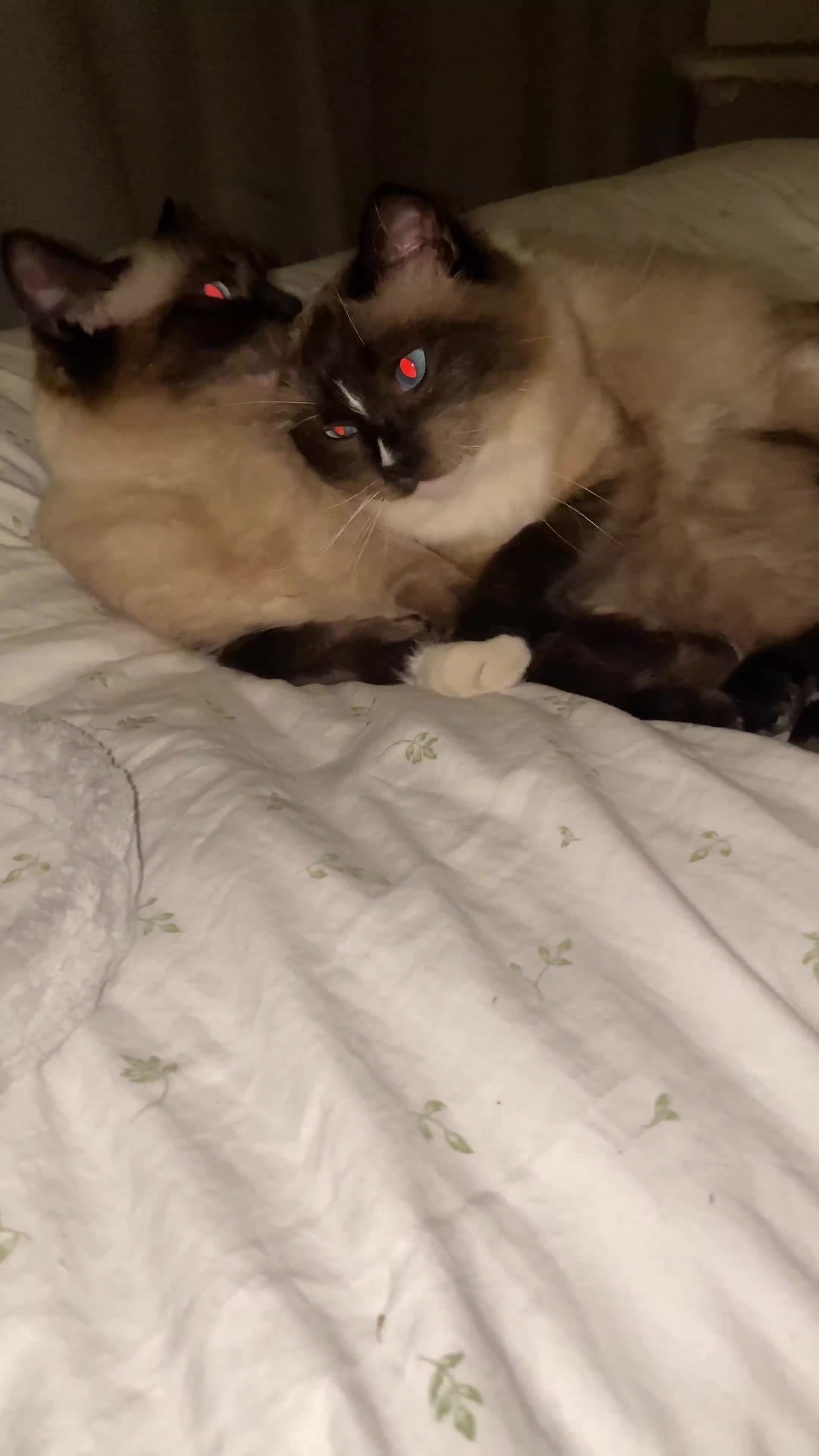 Ragdoll cats for sale: 2 Ragdoll sisters  for adoption  - Video 2