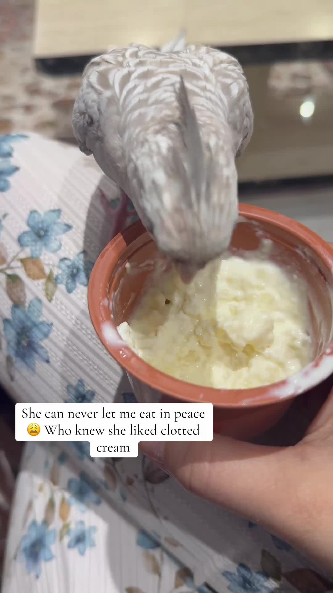 Cockatiels birds for sale: Lily- family Hand tamed cockteil- 7 months - Video 1