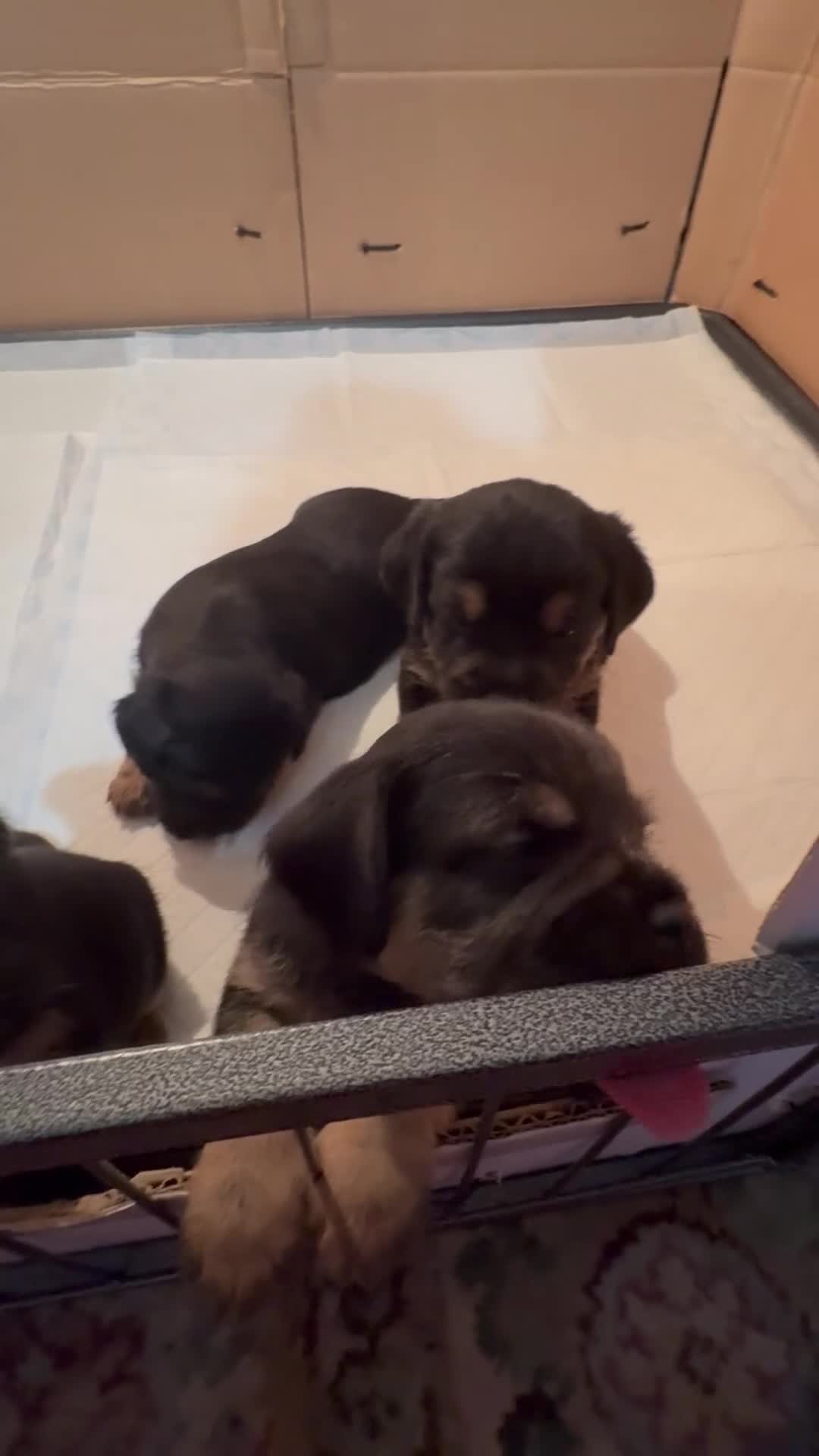 Border Terrier dogs for sale: 4 Beautiful KC Registered Border Terrier Puppies  - Video 2