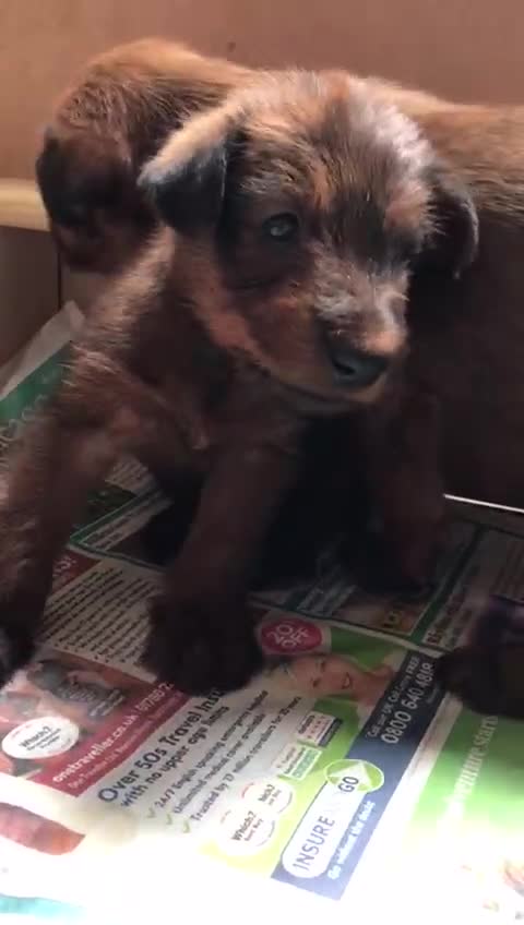 Irish Terrier dogs for sale: Male Irish Terrier Puppies - Video 1