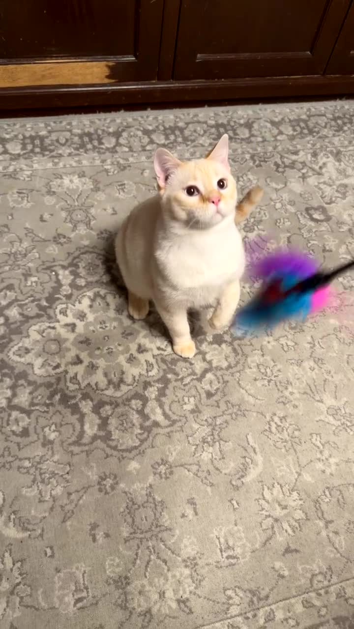 Mixed Breed cats for sale: Beautiful Half British Shorthair x Bengal Kittens  - Video 1